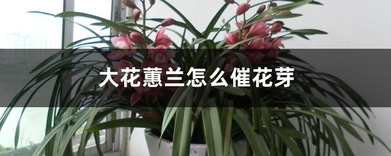 How to promote flower buds of Cymbidium, and the growth rate of flower buds