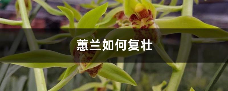 How to rejuvenate Cymbidium, how to rejuvenate toothpick seedlings