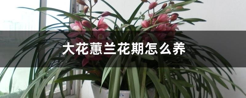 How to care for Cymbidium orchids during the flowering period? Can I apply fertilizer when they bloom?