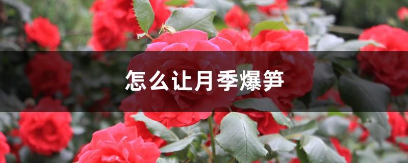 How to make roses explode with bamboo shoots and grow faster