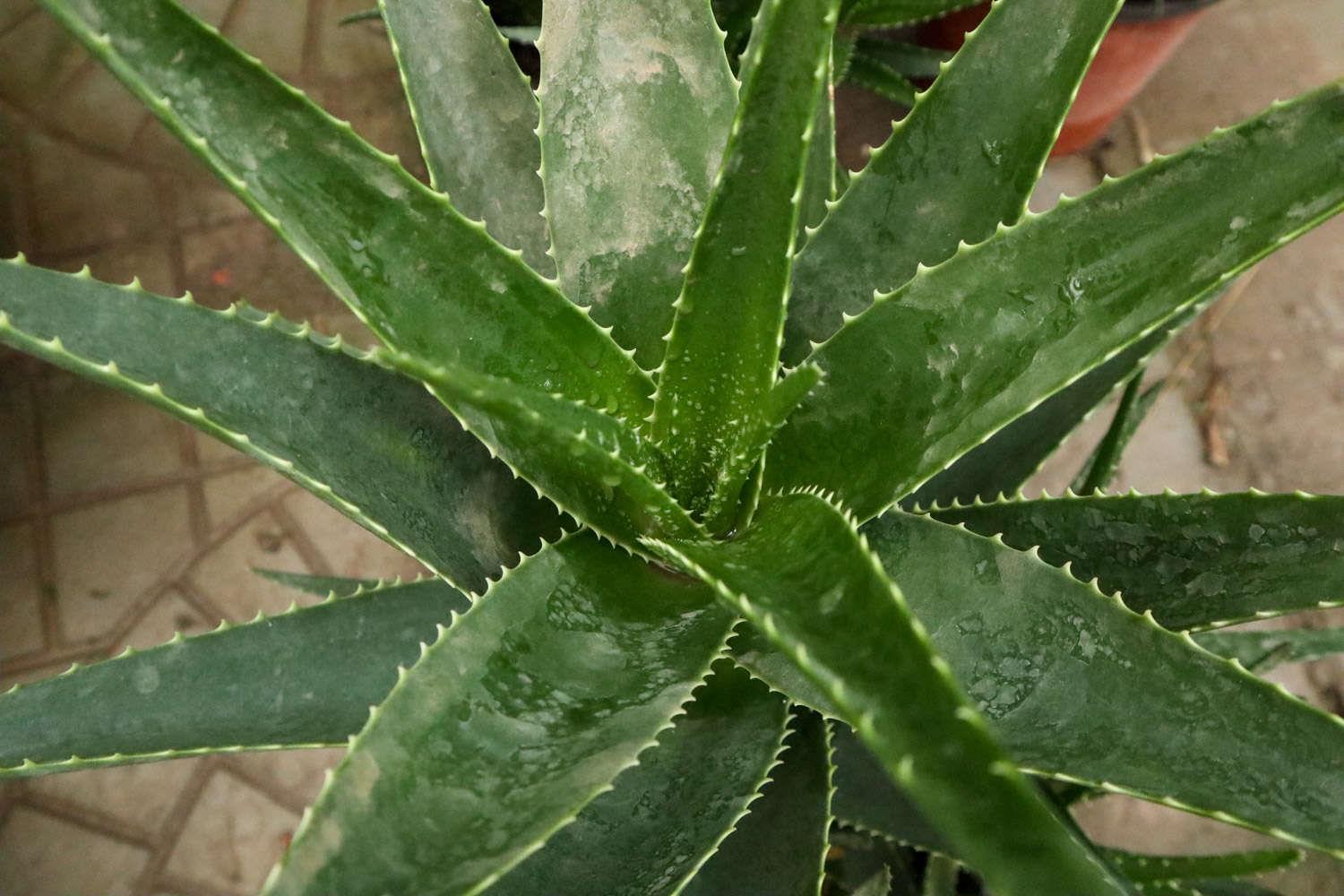 Aloe