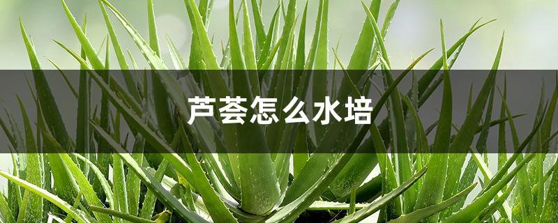 How to cultivate aloe vera in water, can it produce roots even without roots