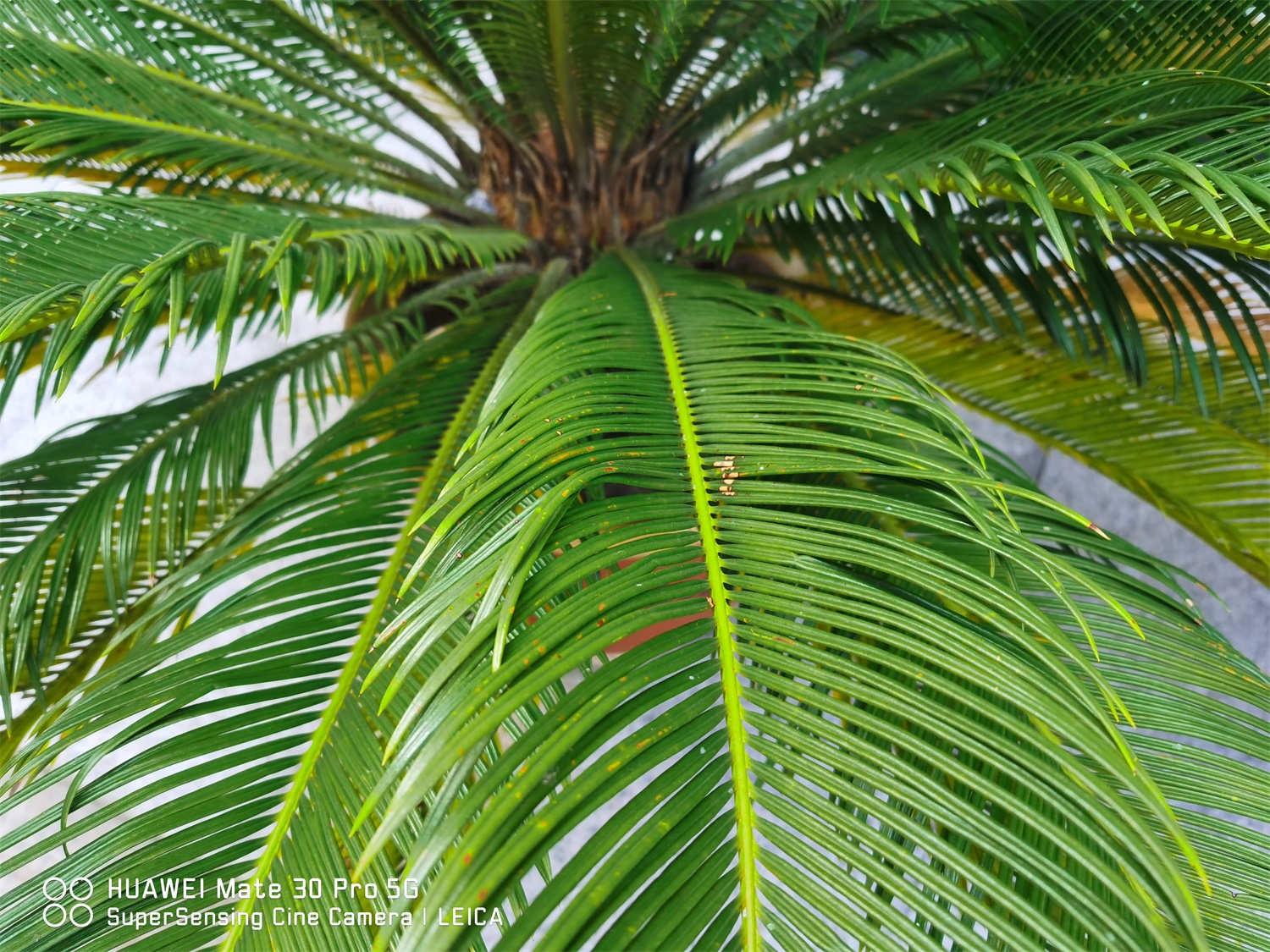 Cycad