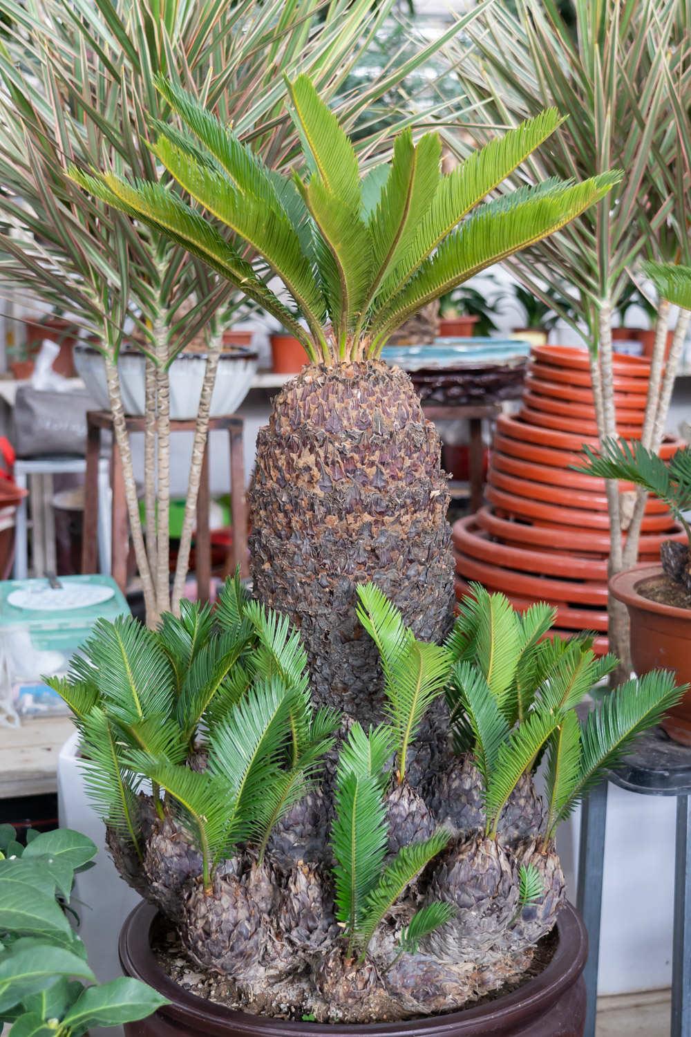 Cycad