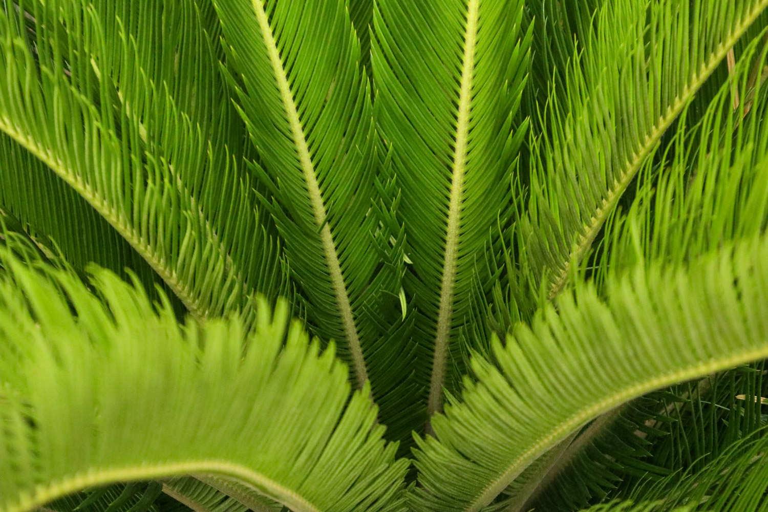 Cycad