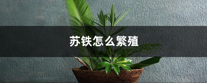 How to breed and raise cycads