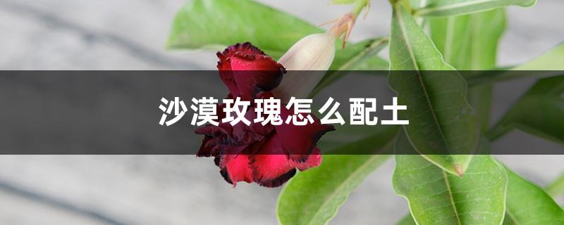 How to mix soil with desert rose, what kind of soil is best