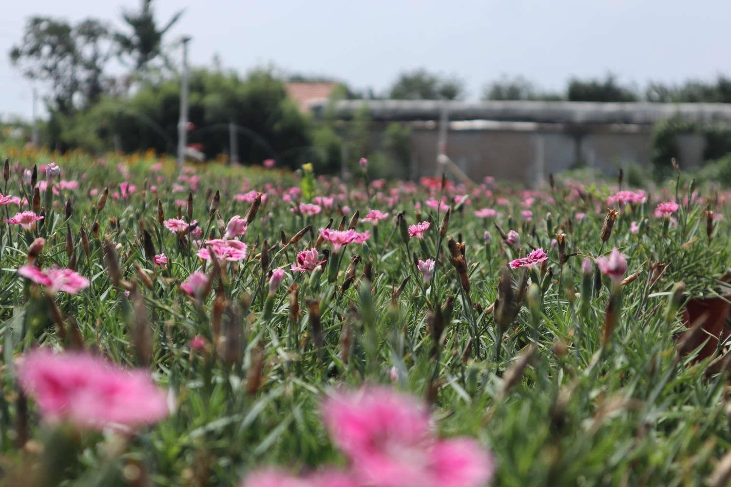 Dianthus