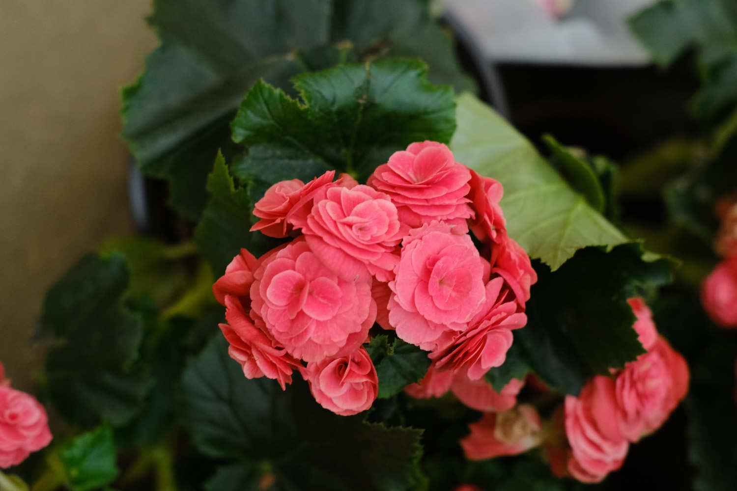 Leige Begonia