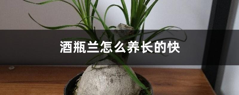 How to grow wine bottle orchid fast, how tall can it grow if domesticated?