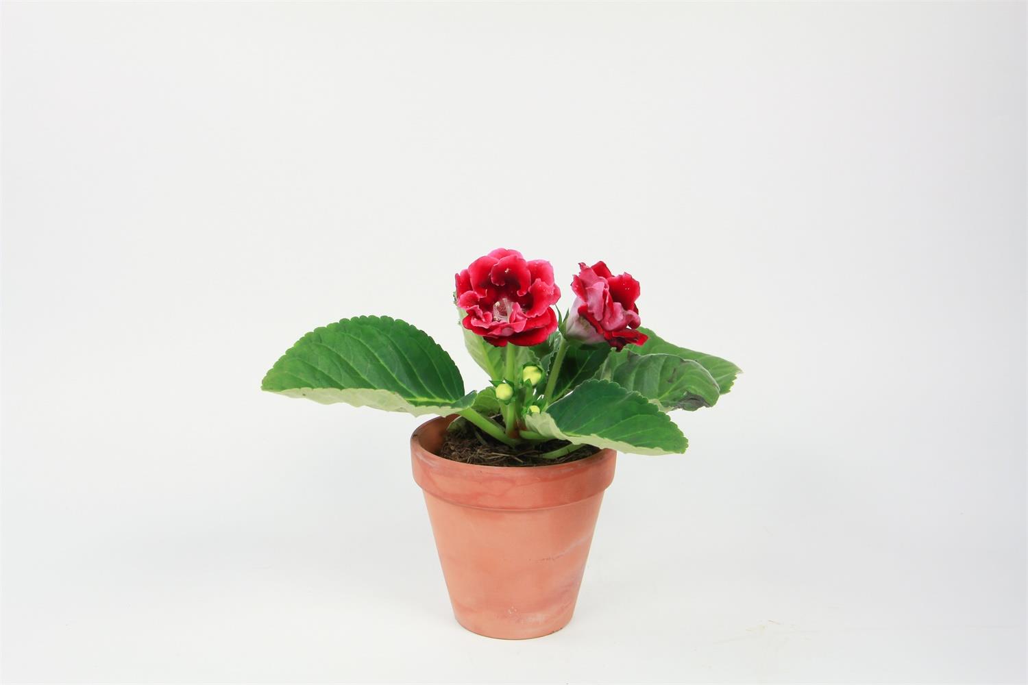 Gloxinia