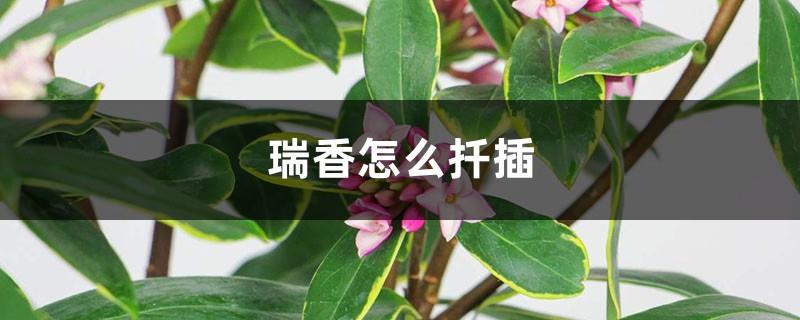 How to cut Daphne? Can it be cut in winter?