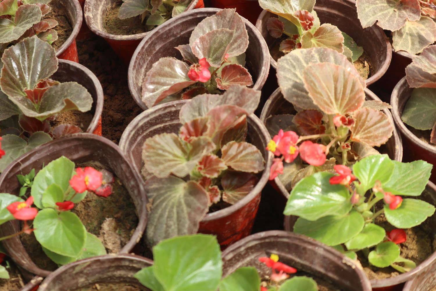 Four Seasons Begonia