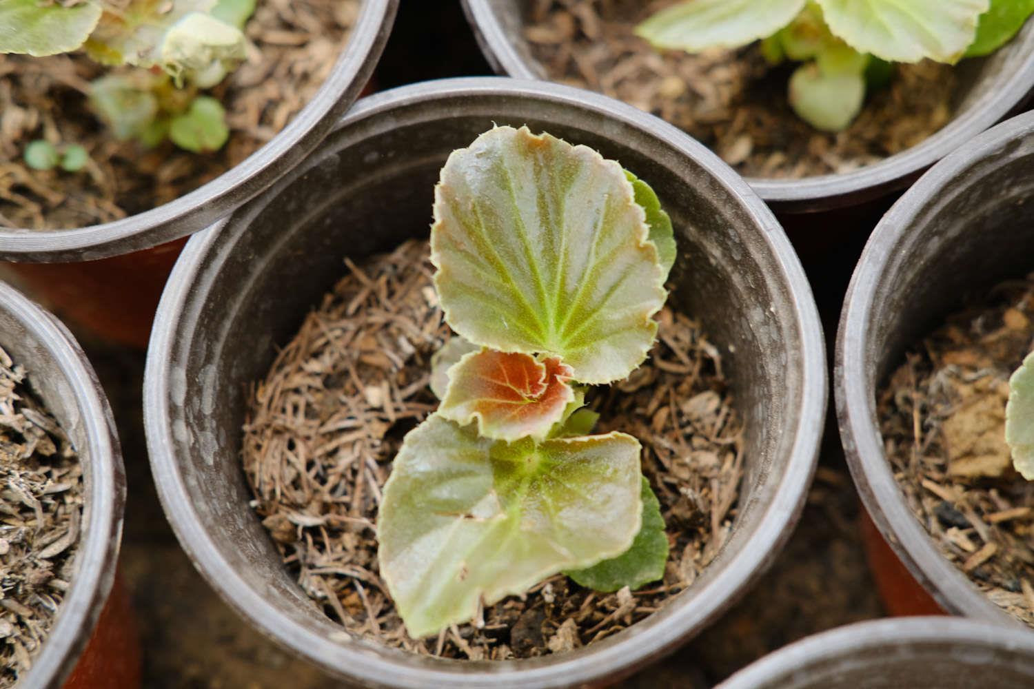 Four Seasons Begonia