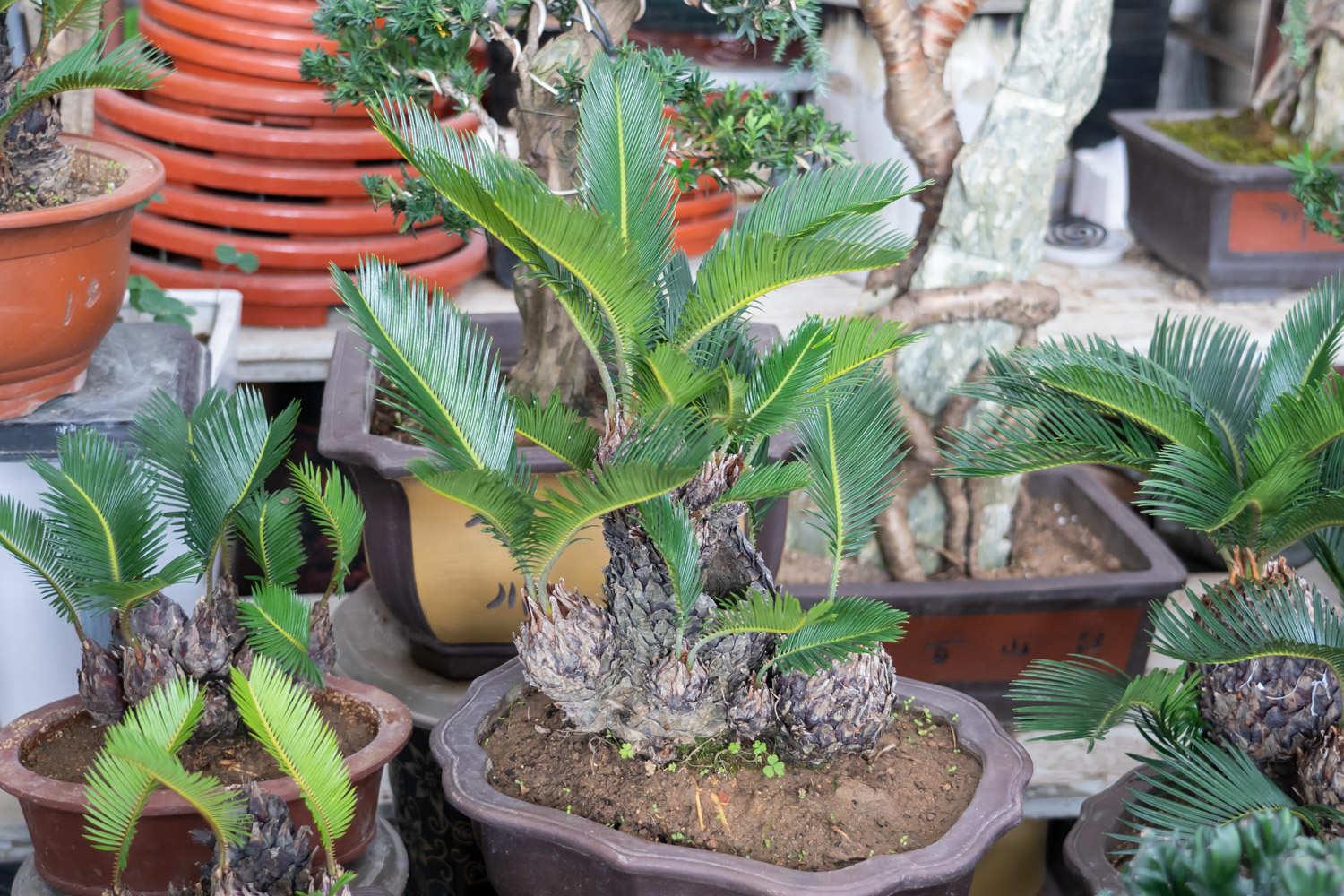 Cycad