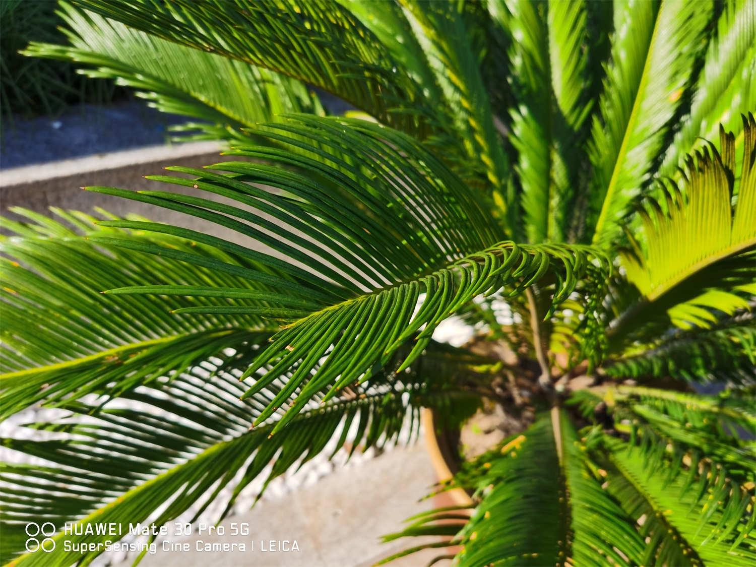 Cycad