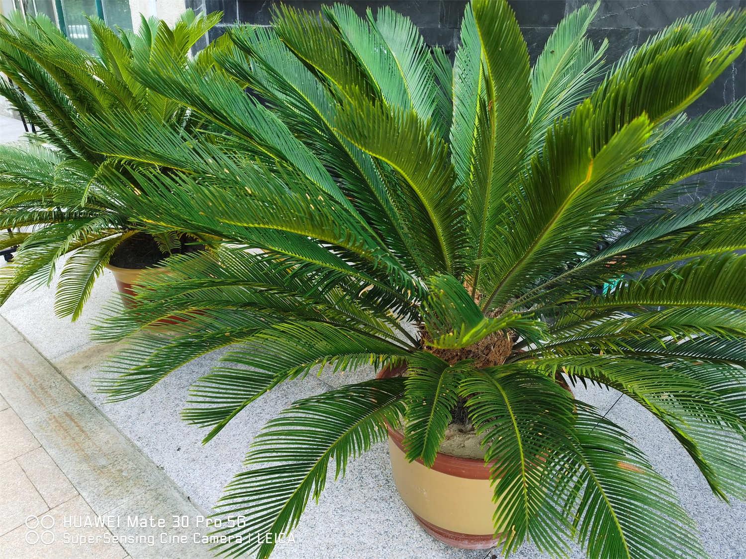 Cycad