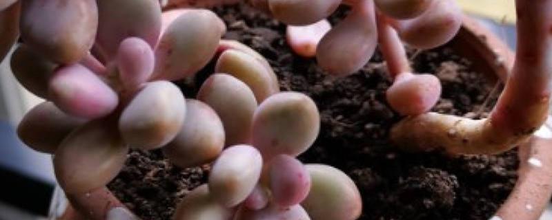 How to raise peach eggs in winter and how often to water them