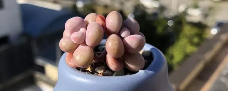 How to grow old piles from peach eggs, how to grow cliff piles