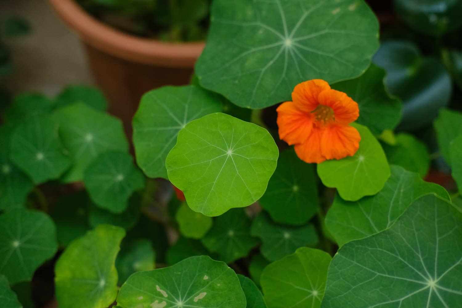 Nasturtium