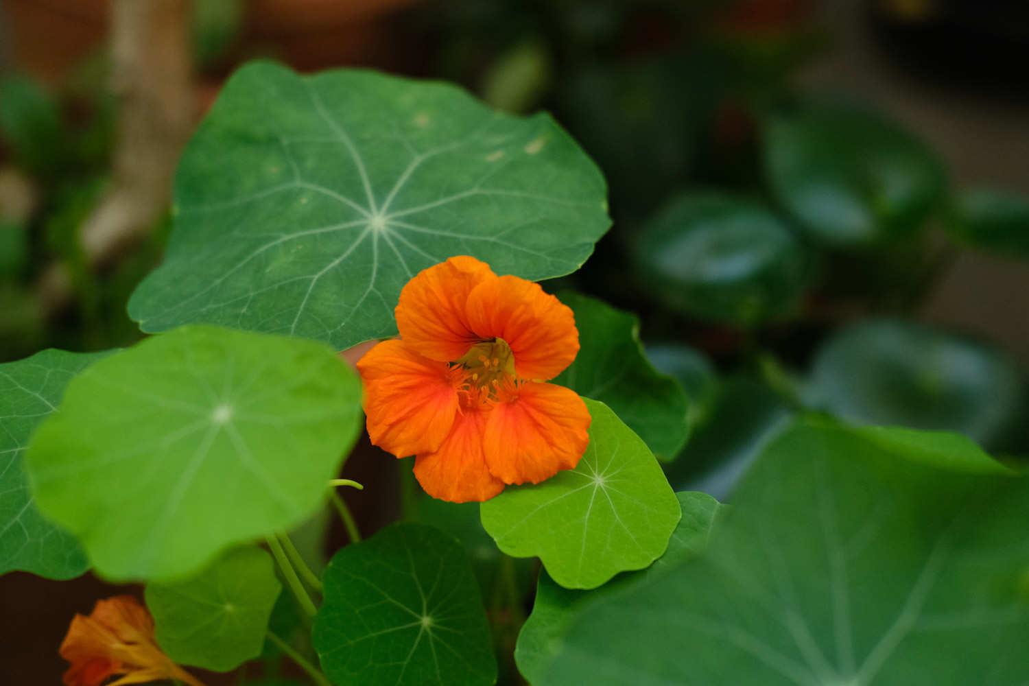 Nasturtium