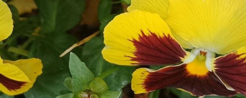 How to care for and prune Pansy after blooming