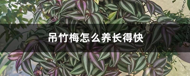 How to raise Diaozhumei to grow fast, and what to do if it grows too leggy