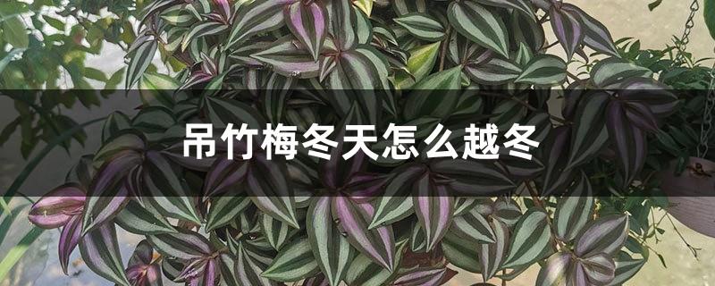 How to overwinter Diaozhumei and how often to water it