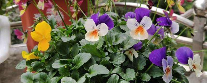 How to make the pansy burst, and how to prune it after blooming