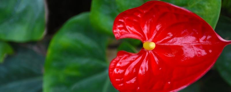 Anthurium hydroponic cultivation method, what to use for fixation