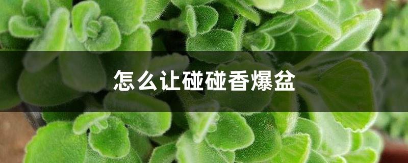 How to make Pengpeng fragrant in a pot and make the leaves thicker