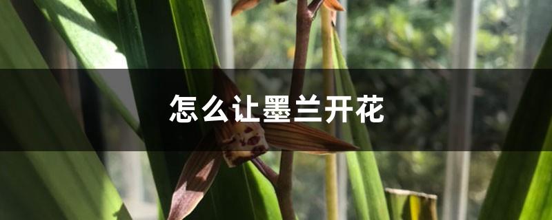 How to make the orchid bloom and how to raise it during the flowering period