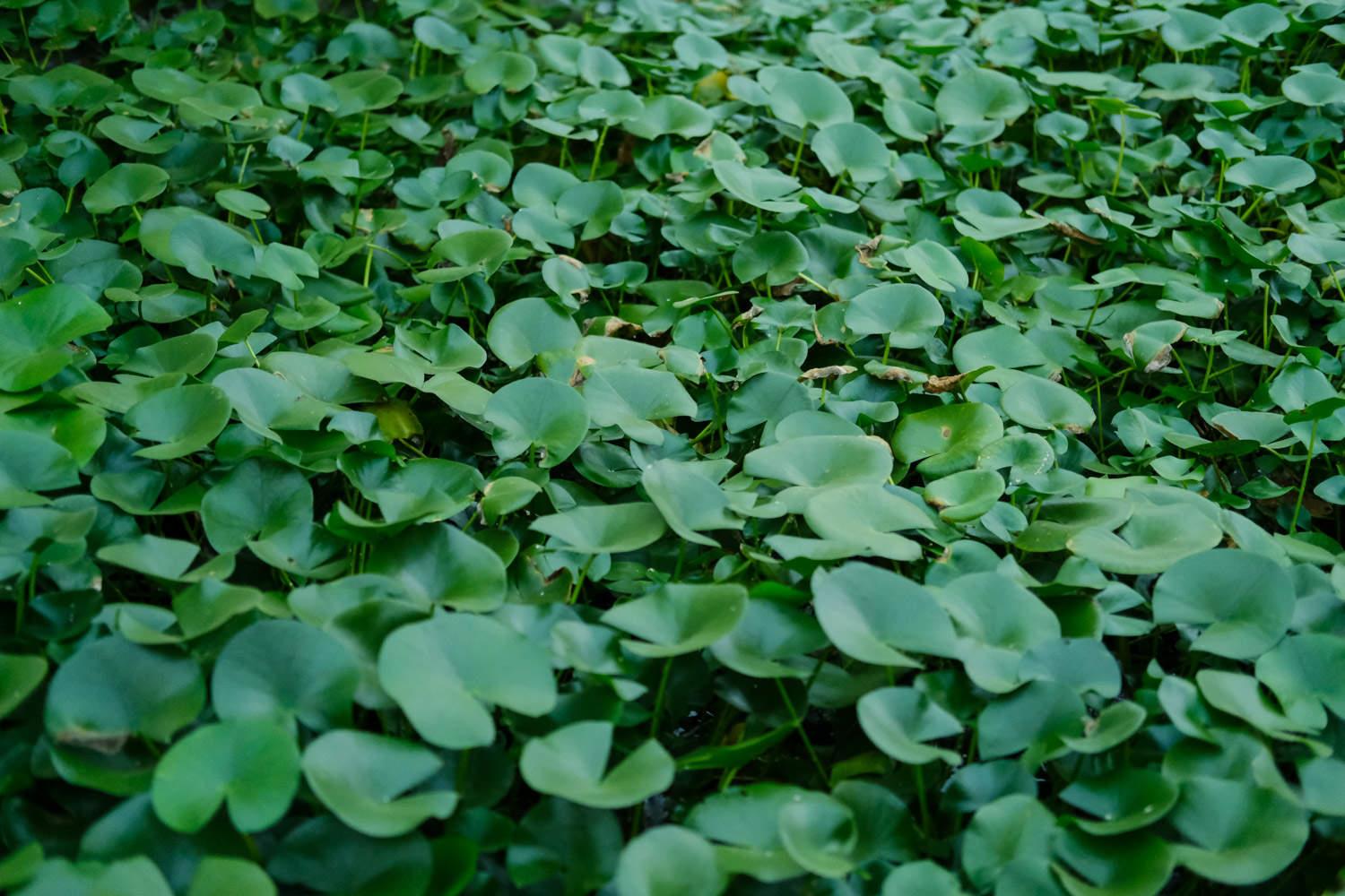 Water Lily