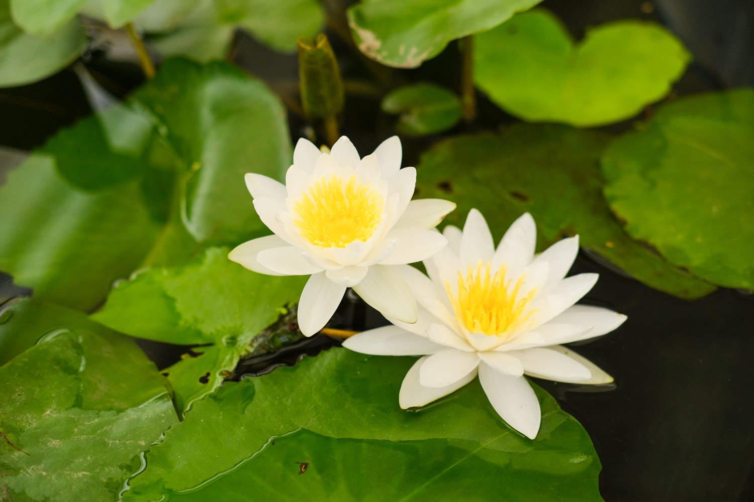 Water Lily