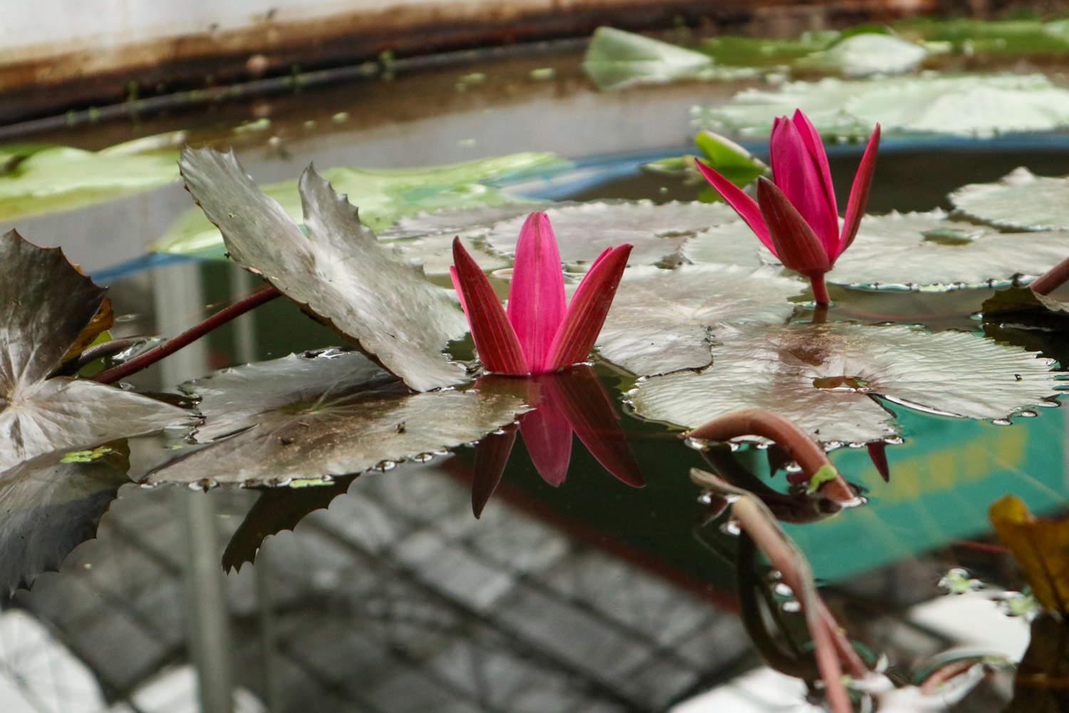 Water Lily