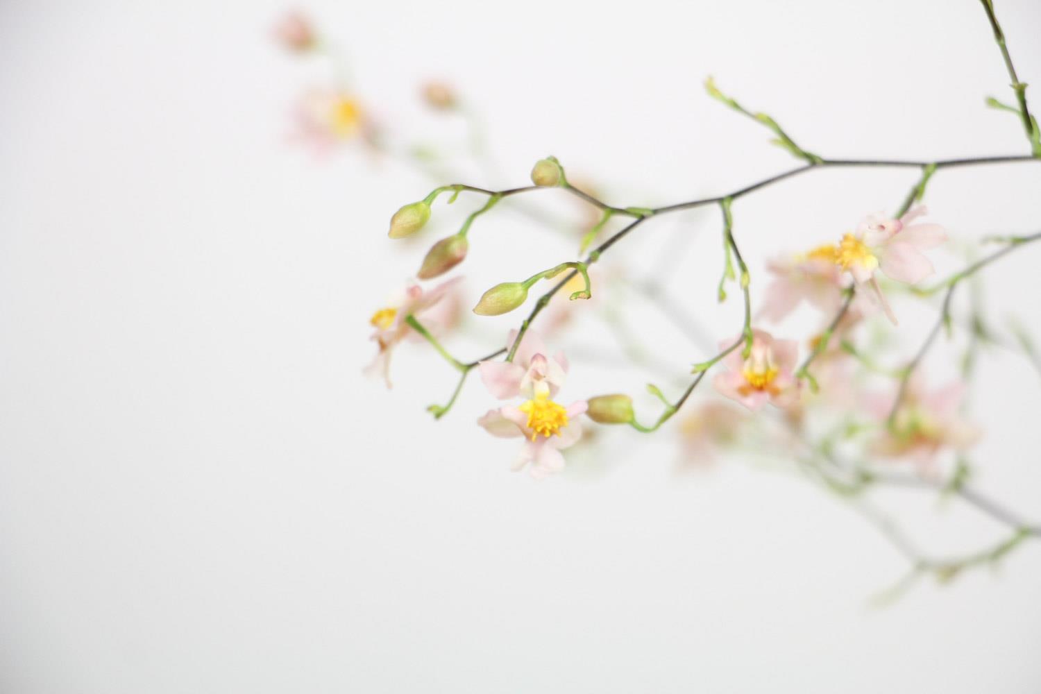 Oncidium