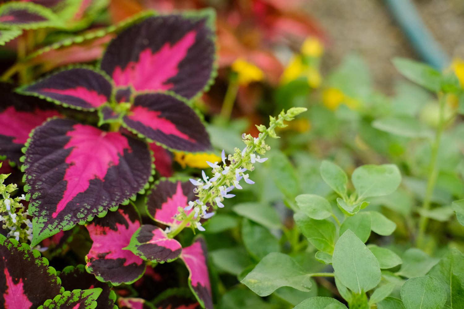 Coleus