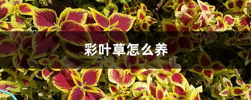 How to raise coleus, pictures of coleus