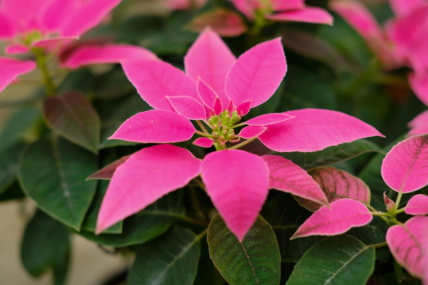 Poinsettia