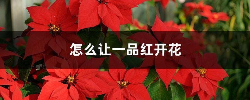 How to make poinsettia bloom and what to do after it blooms