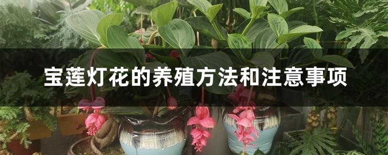 Cultivation methods and precautions for Baolian lanterns