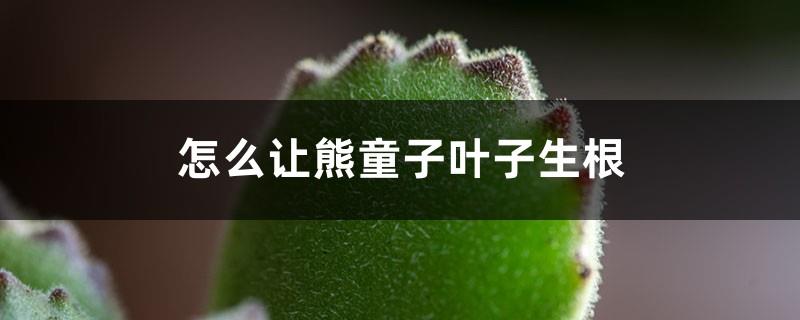 How to make the leaves of Xiongtongzi take root, can the leaves be planted?