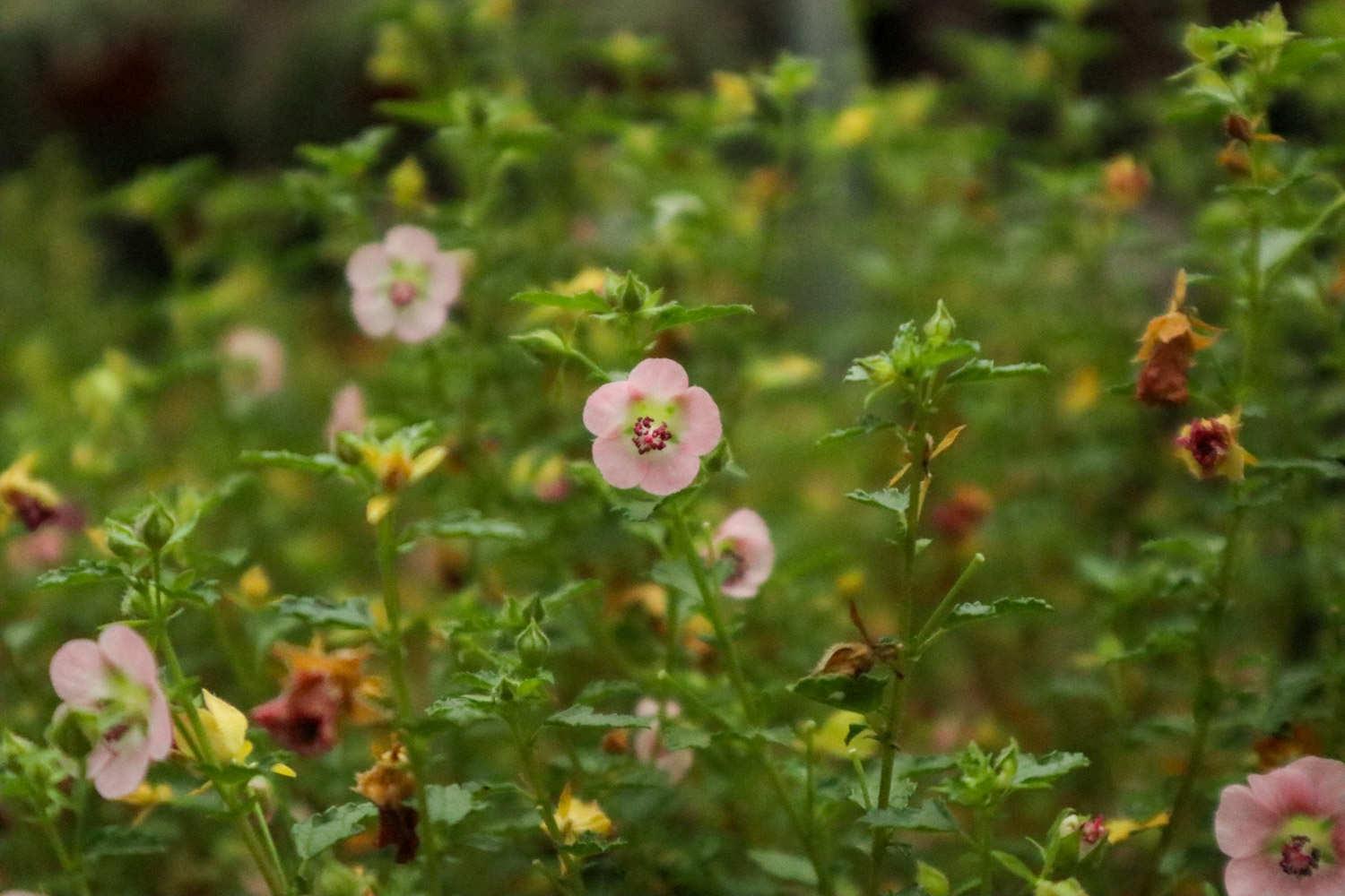 Little Hibiscus