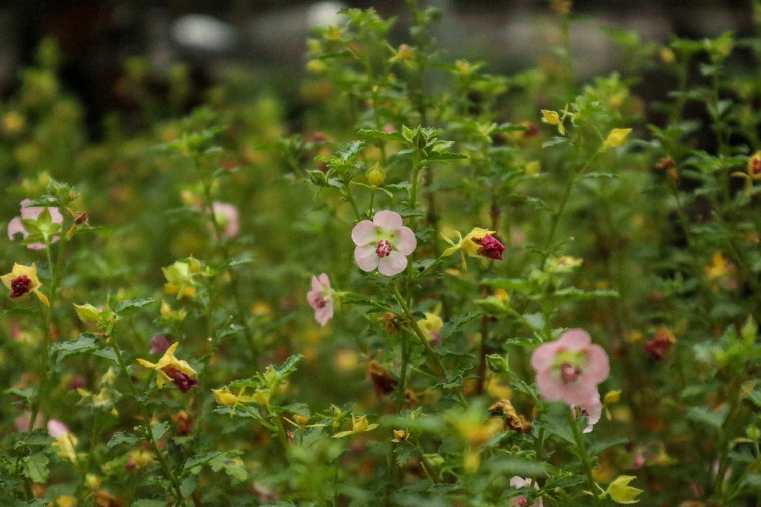 Little Hibiscus