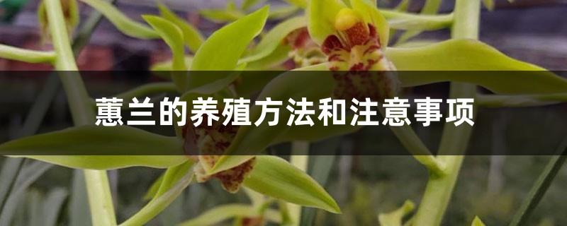 Cymbidium breeding methods and precautions