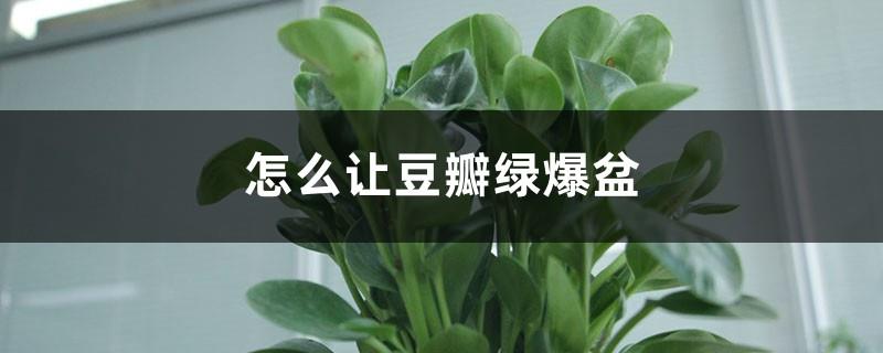 How to make Douban green burst into the basin, where to pick the top