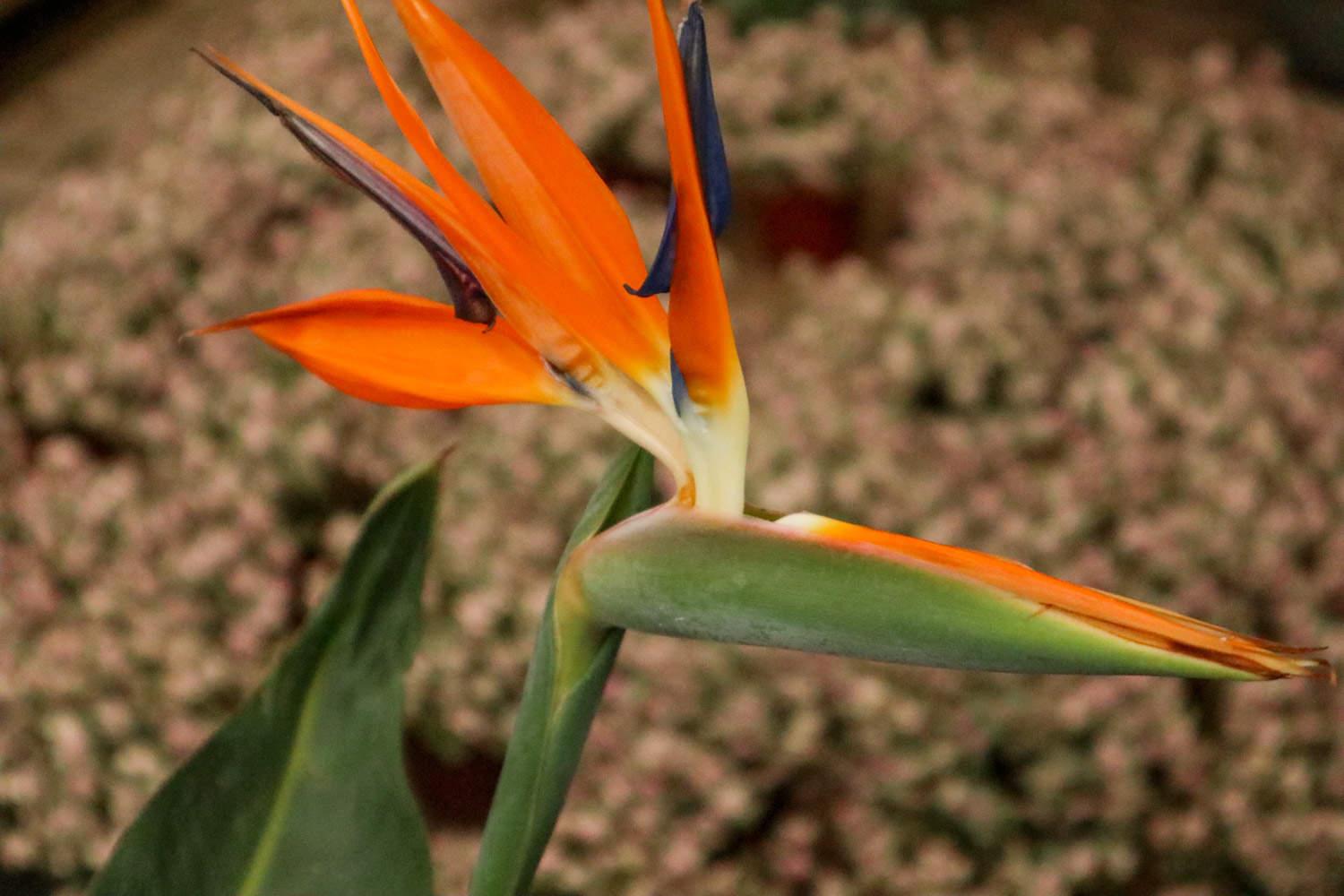 Strelitzia reginae