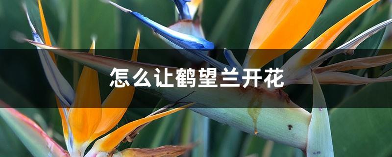 How to make Strelitzia reginae bloom and how long is the flowering period