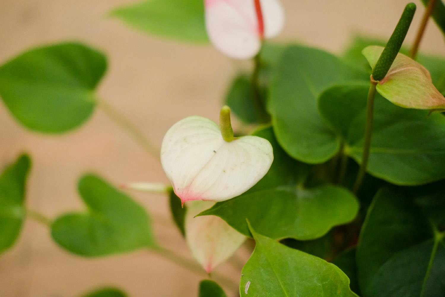 Anthurium