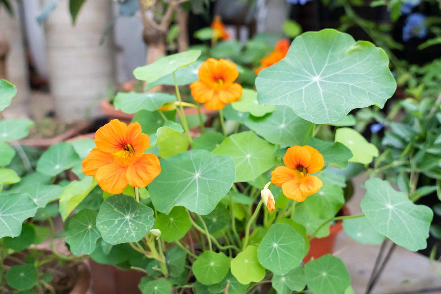 Nasturtium